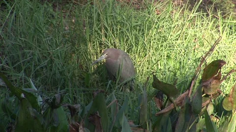 A Little Blue Heron Stock Footage 72572151