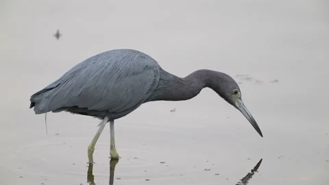 Little blue heron Видео 147295933