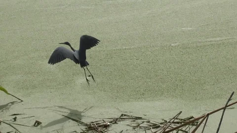 Little blue heron Stock Footage 149896068