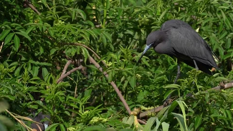 Little Blue Heron Stock Footage 153435170