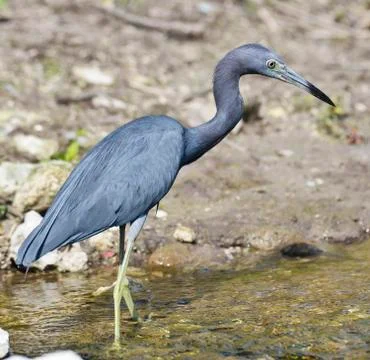 Little blue heron Stock Photos