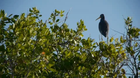 Little Blue Heron standing on bush, flies off Stock Footage 10757553