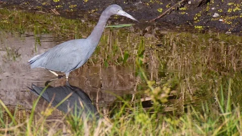 Little blue heron in a stream Stock Footage 108516581