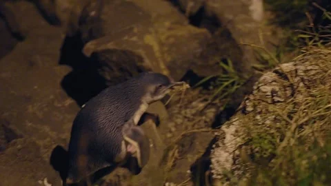 The little blue penguins returned to their nest in Oamaru Stock Footage 260891553