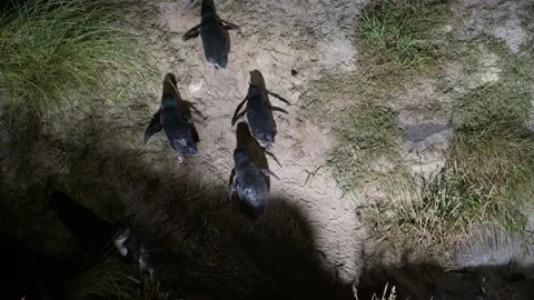 Little blue penguins returning to their nests Stock Footage 233929703