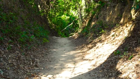 Little boy with backpack walking on forest pathway during summer trekking. Boy Stock Footage 90898421