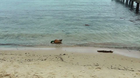 Little boy on the beach playing with ducks Stock Footage 35311382
