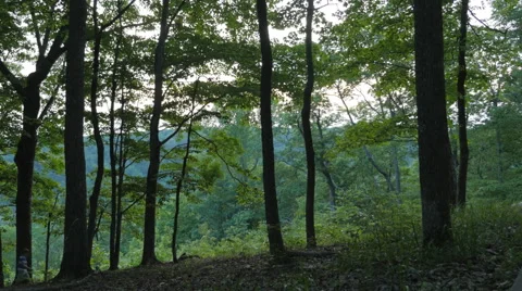 Little Boy in the Big Deep Dark Woods Forest Stock-Footage 49952568