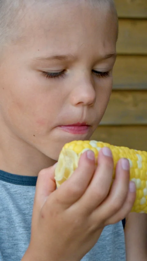 Little boy biting sweet corn on the cob Stock Footage 329232179