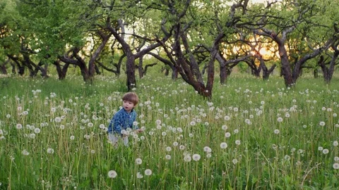 Little Boy Blowing On Dandelions Stock Footage 75733151