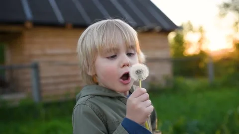Little boy blows down dandelion fluff Stock Footage 134095651