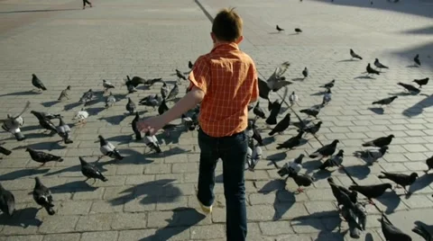 Little boy chasing pigeons 動画素材 11859241