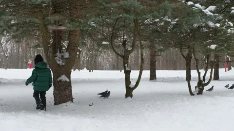 Little boy chasing pigeons in winter park 库存影片 170006733