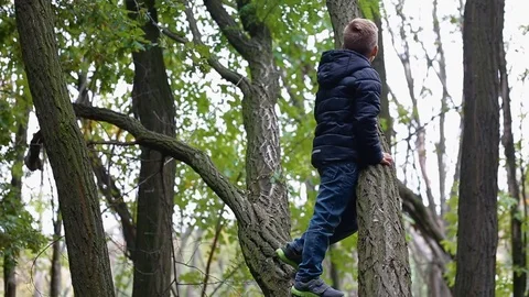 Little boy climb the old tree Stock Footage 72587293