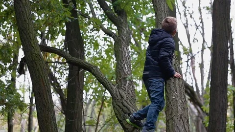 Little boy climb the old tree Stock Footage 72587398