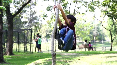 Little boy climb on small tree Stock Footage 47221517