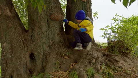 Little Boy Climbed On A Tree Branch autumn Stock Footage 161401441
