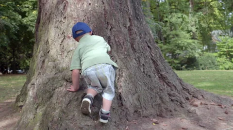 Little Boy Climbs A Big Tree In A Park (Slow Motion) Video stock 55384167