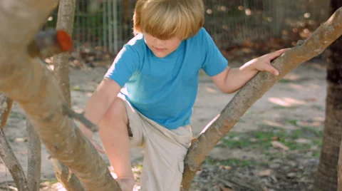 Little Boy Climbs Tree All By Himself In Park Stock Footage 36671830