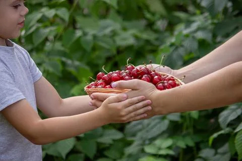 A little boy eats a cherry on the background of the garden. Selective focus Stock Photos