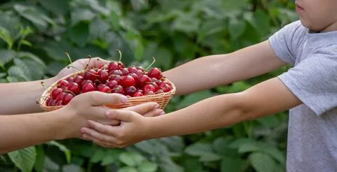 A little boy eats a cherry on the background of the garden. Selective focus Stock Photos