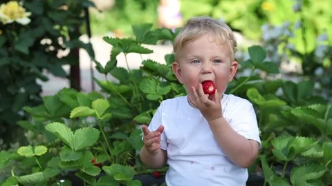 Little boy eats red strawberries sitting in the garden. Stock Footage 134228908