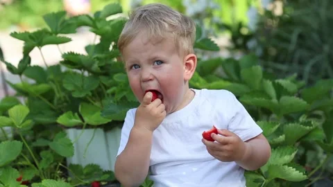 Little boy eats red strawberries sitting in the garden. Stock Footage 134228910