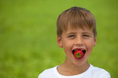 Little boy eats a strawberry Stock Photos