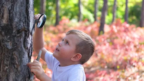 A little boy examines the bark of a tree through a magnifying glass. Stock Footage 217959091