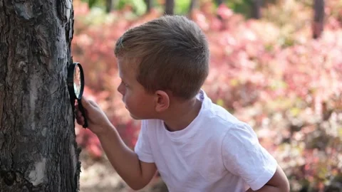 A little boy examines the bark of a tree through a magnifying glass. Stock-Footage 217959353