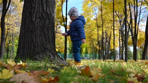 A little boy explores a tree with a stick against the backdrop of an autumn park Stock-Footage 220206272