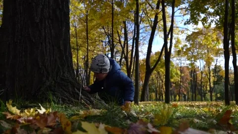 A little boy explores a tree with a stick against the backdrop of an autumn park Stock Footage 223661321