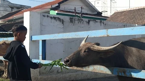 A little boy feeds a buffalo in a pen Stock Footage 313169022