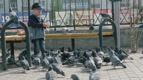 Little boy feeds pigeons with bread crumbs in the park near the bench Video stock 107009576