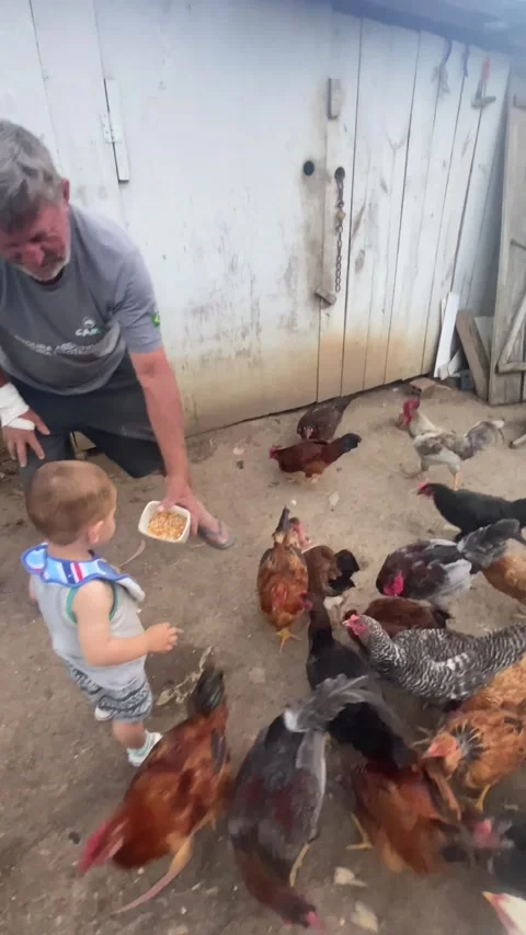 Little Boy Feeds Rowdy Chickens, Prudentopolis, Parana, Brazil - 24 Nov 2025 스톡 동영상 321702504