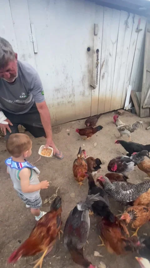 Little Boy Feeds Rowdy Chickens, Prudentopolis, Parana, Brazil - 19 Nov 2025 스톡 동영상 321702505