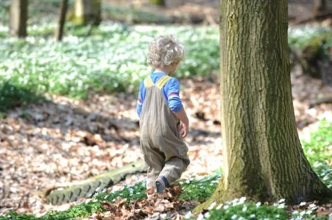 Little boy in the forest Stock Photos