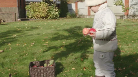 Little boy is gathering apples having fallen from apple tree in country house Stock Footage 223163080