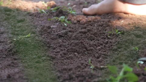 A little boy hands playing in the dirt Stock Footage 316923408