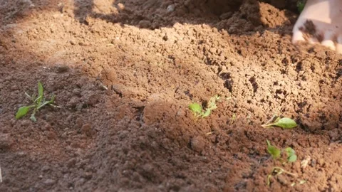 A little boy hands playing in the dirt Stock Footage 316923409