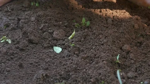 A little boy hands playing in the dirt Stock Footage 316923410
