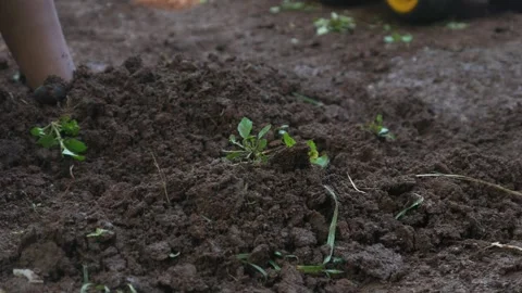 A little boy hands playing in the dirt Stock Footage 316923422