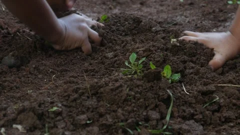 A little boy hands playing in the dirt Stock Footage 316923425