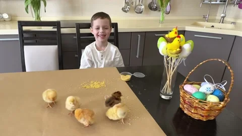 Little boy having fun with chickens during Easter holidays.  Stock Footage 235577151