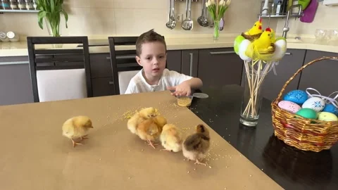 Little boy having fun with chickens during Easter holidays.  Stock Footage 235672904