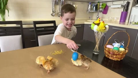 Little boy having fun with chickens during Easter holidays.  Stock Footage 235673201