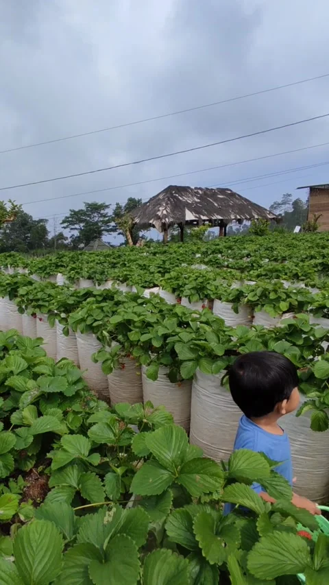 Little boy having fun Stock Footage 244690035
