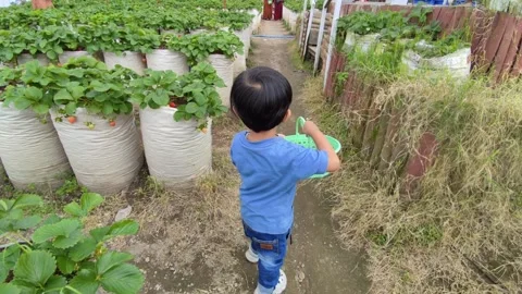Little boy having fun Stock Footage 244690040
