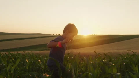 Little boy having fun while running through maize plantation, playing among corn Stock Footage 247585920