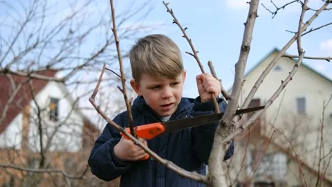 A little boy helps prune trees in the garden in the spring. Stock Footage 152040314